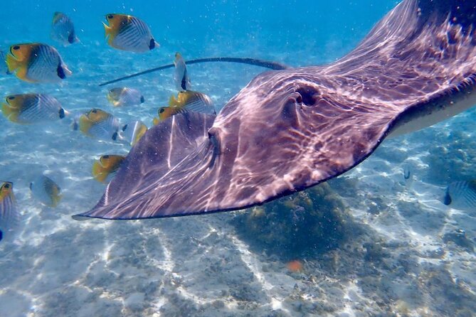 Private Full Day Lagoon Safari and Lunch on a Motu in Bora Bora - Timing, comfort, and the full-day question