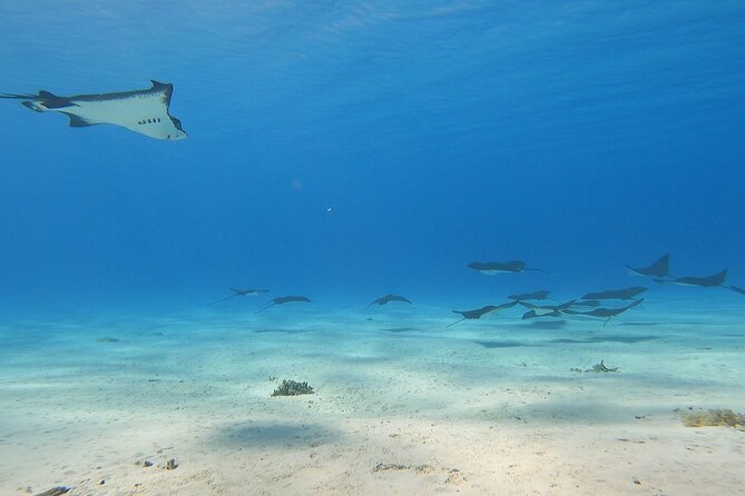 Private Full Day Lagoon Safari and Lunch on a Motu in Bora Bora - Rays, sharks, and the thrill of open-water swimming