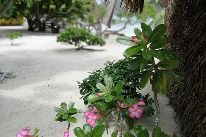 PRIVATE FULL DAY LAGOON TOUR - Bora Bora Cultural Lagoon Tour - The coral garden: your first look below the surface