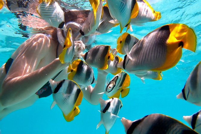 PRIVATE Full Day Tour : Moorea Snorkeling & Sailing on a Catamaran named Taboo - Is $1,565.99 good value for four people?