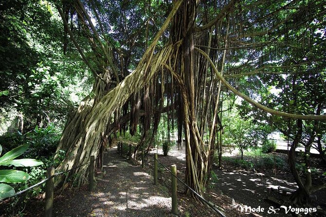 Private Full Day Tour of Tahiti - Vaipahi Gardens: 75 plant species in 40 minutes