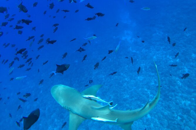 PRIVATE HALF DAY LAGOON TOUR - Bora Bora Cultural Lagoon Tour - A sandbank fruit tasting to finish