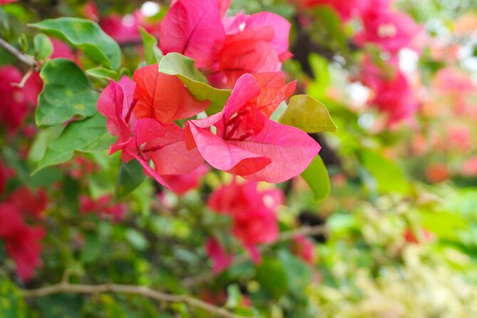 Private Half-Day — Papeete City & East Coast Nature - Starting at Papeete Municipal Market