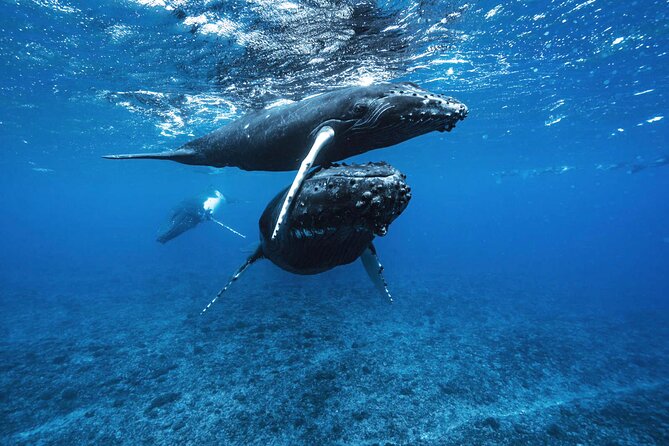 Private Half Day Whale Watching Tour - A Small Boat Makes a Big Difference
