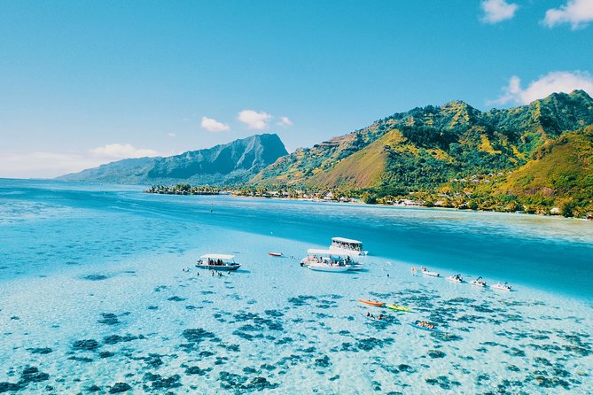 Private Half Day Whale Watching Tour - Whales, Sharks, and Stingrays