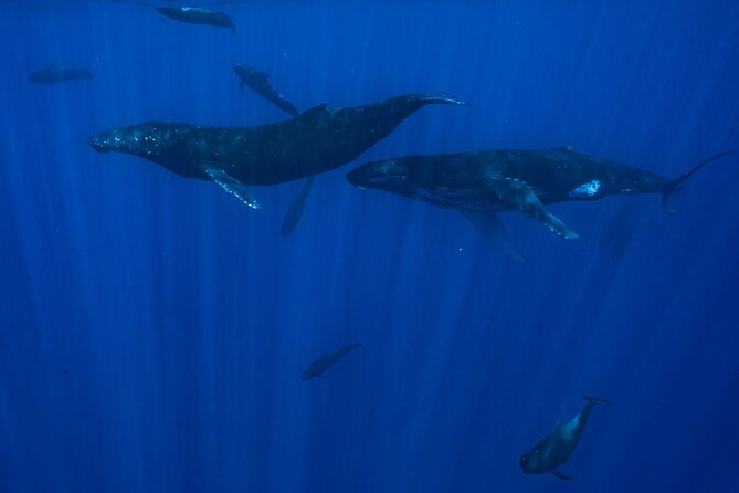 Private Half Day Whale Watching Tour - Is $1,465.46 a Fair Price?