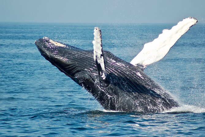 Private Half Day Whale Watching Tour - August to November: The Whale Season