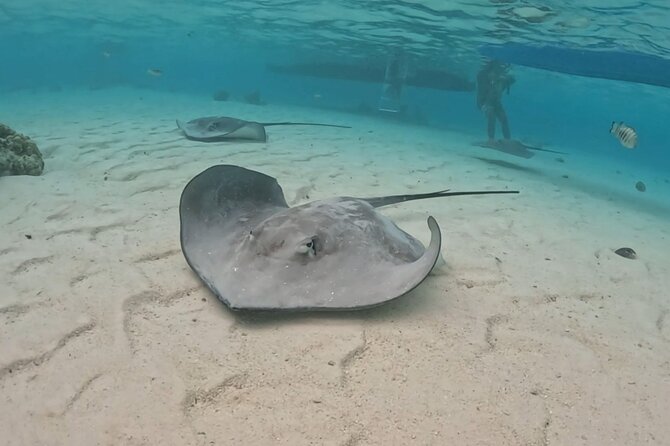 Private Lagoon Exploration and Snorkeling in Moorea - A private group makes the price easier to understand