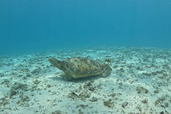 Private Lagoon Exploration and Snorkeling in Moorea - Swimming with stingrays and blacktipped sharks