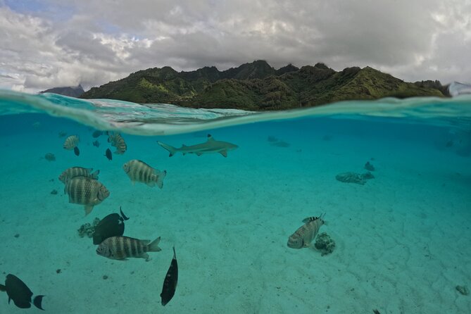 Private Lagoon Exploration and Snorkeling in Moorea - The chance to see spinner dolphins