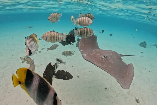 Private Lagoon Exploration and Snorkeling in Moorea - Meeting at Cocobeach Restaurant
