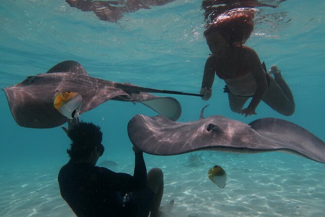 Private lagoon tour (rays, sharks, turtles) by boat in Moorea - Key reasons to consider this Moorea boat tour