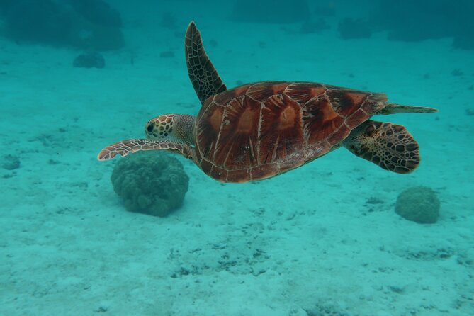Private lagoon tour (rays, sharks, turtles) by boat in Moorea - Opunohu Bay and its mountain backdrop