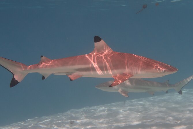 Private lagoon tour (rays, sharks, turtles) by boat in Moorea - Refreshments, snorkeling gear, and comfort