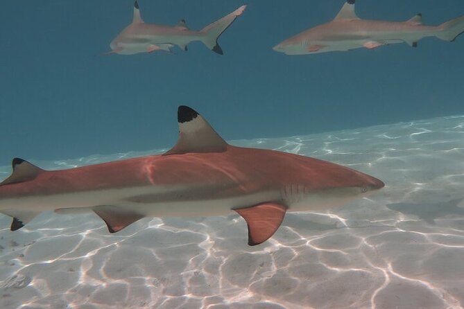 Private lagoon tour (rays, sharks, turtles) by boat in Moorea - Who will enjoy this private excursion most