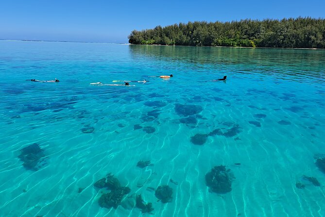 Private Marine Excursion and snorkeling in the lagoon of Moorea - Snorkeling with stingrays and black tip sharks