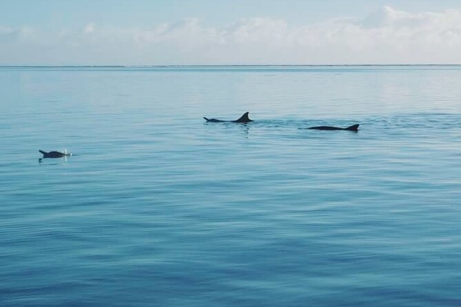 Private Marine Excursion and snorkeling in the lagoon of Moorea - Coral gardens and submerged tikis