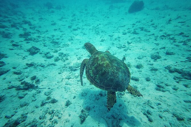 Private Marine Excursion and snorkeling in the lagoon of Moorea - The first hour: Moorea’s bays, passes, and open water