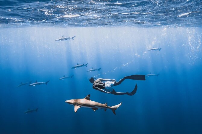 Private Marine Wildlife Adventure with Underwater Photography - A private way to see Moorea’s marine life