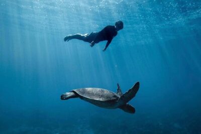 Private Marine Wildlife Adventure with Underwater Photography