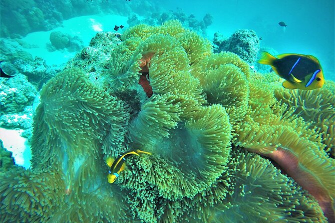 Private Reef Discovery Luxury Dream Day Tour in Bora Bora - Is $2,035.74 good value for two?