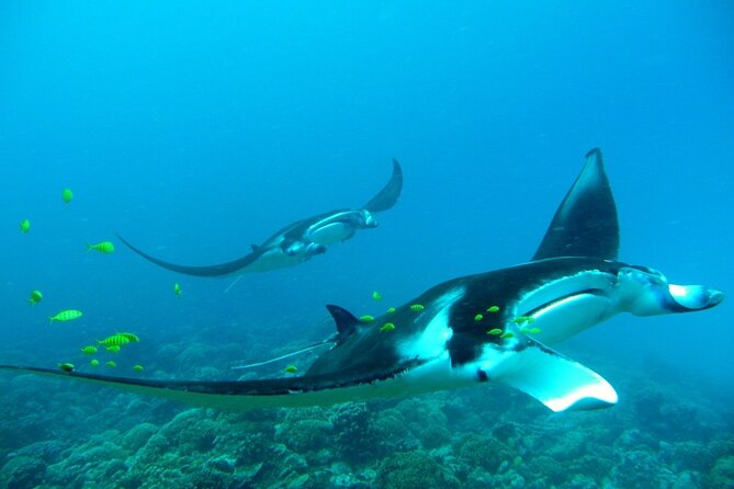 Private Reef Discovery Luxury Dream Day Tour in Bora Bora - 9:00 am: setting out to find Bora Bora’s rays