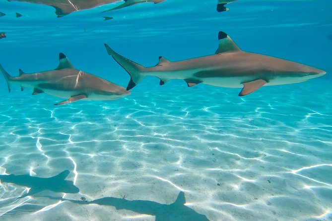 PRIVATE Sunset Tour: Moorea Snorkeling on a Catamaran named Taboo - Meeting Stingrays, Blacktip Sharks, and Reef Fish