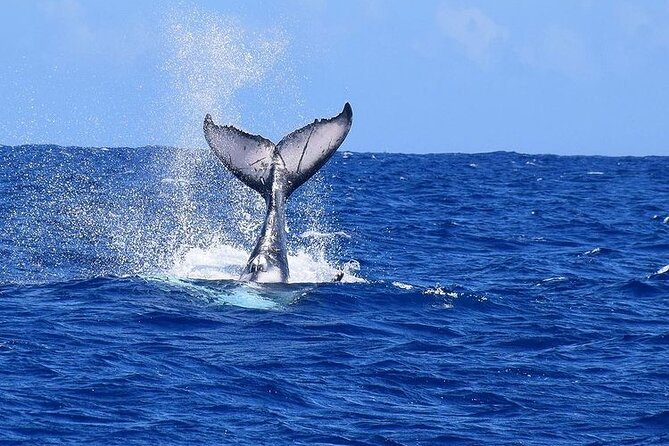 Private tour observing and swimming with humpback whales in Moorea - What the $1,640 price really buys