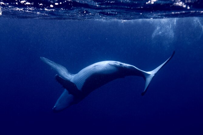 Private tour whale watching and snorkeling in Moorea - Four Hours in Search of Humpback Whales