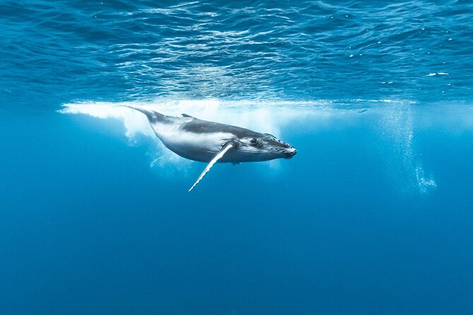 Private tour whale watching and snorkeling in Moorea - Lagoon Flexibility if the Sea Turns Rough