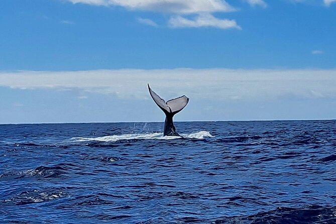 Private tour whale watching and snorkeling in Moorea - Safety, Animal Welfare, and the Guide Team