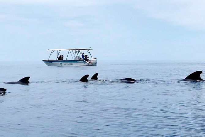 Private tour whale watching and snorkeling in Moorea - Who Will Get the Most From This Tour?