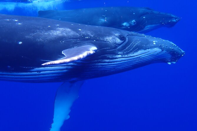 Private Tour Whale Watching Half Day Tour - Leaving Moorea Marina for open water