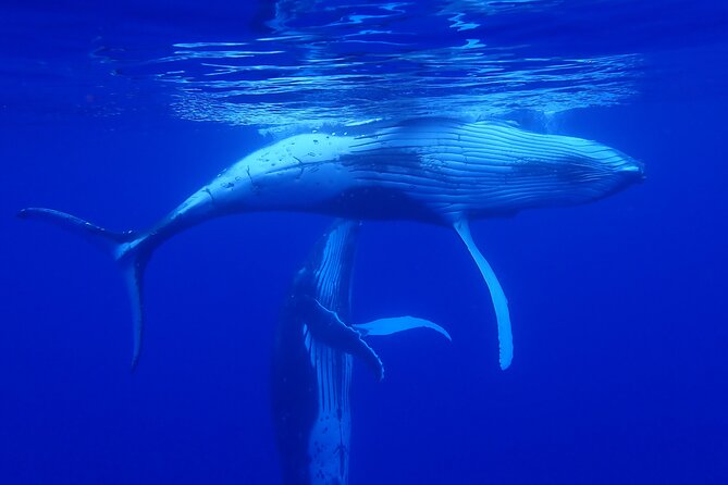 Private Tour Whale Watching Half Day Tour - What kind of boat experience to expect