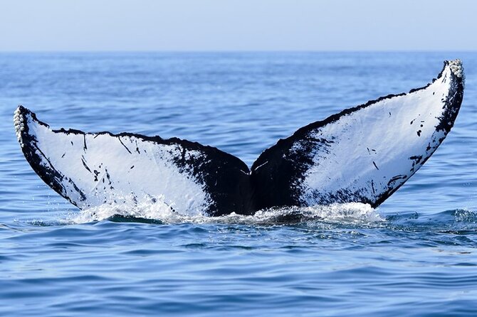 Private Tour Whale Watching Half Day Tour - Weather, timing, and the limits of nature
