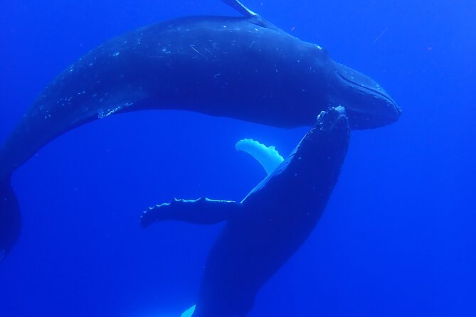 Private Tour Whale Watching Half Day Tour - Reading the behavior of humpback whales