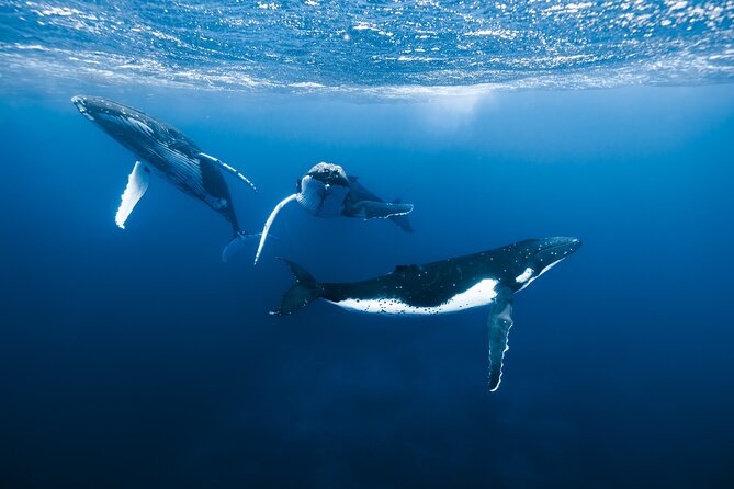 Private Whale Watching Adventure in Mo'orea - Key points before you book
