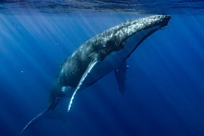 Private Whale Watching Adventure in Mo'orea - The value of a private group price