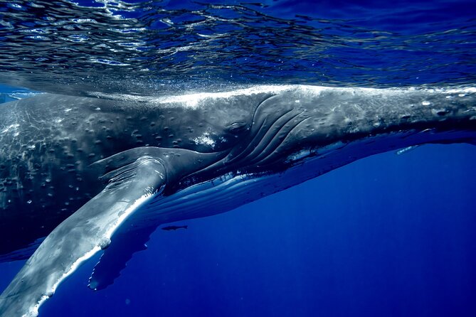 Private Whale Watching Adventure in Mo'orea - Who will enjoy this six-hour outing most