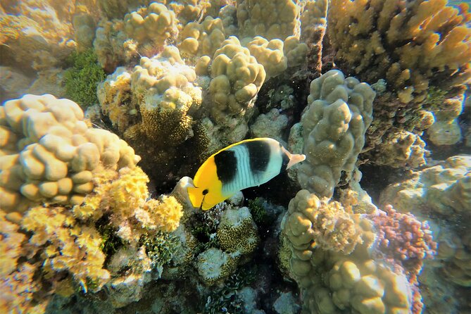 Raiatea-Tahaa Snorkeling in our beautiful Coral Garden - Key Points Before You Book
