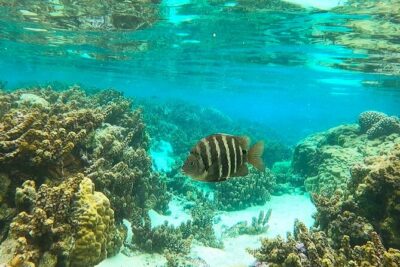 Tahaa Snorkeling in our beautiful Coral Garden