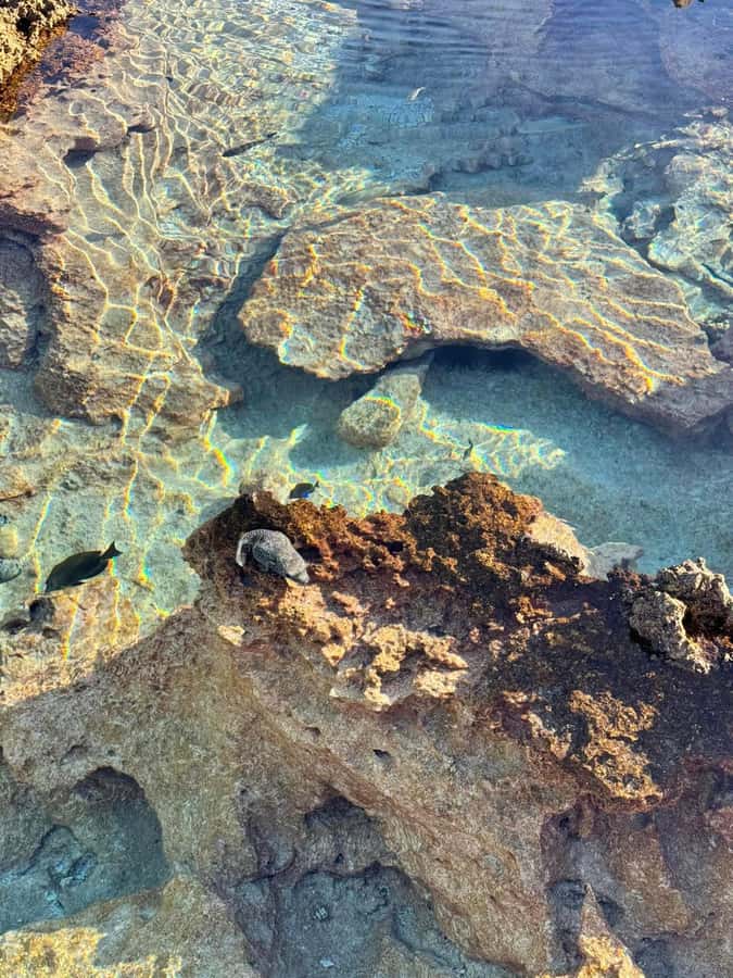 Rangiroa: Blue Lagoon Tiputa Pass Coral Garden Island Birds - Bird Island and a glimpse of local craft