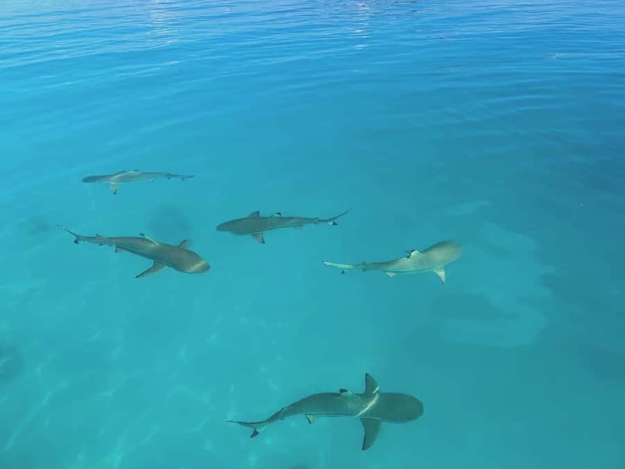 Rangiroa: Blue Lagoon Tiputa Pass Coral Garden Island Birds - Practical tips for a smoother day