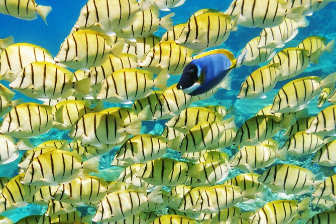 Reef Discovery Half Day Group Signature Tour - Eagle rays bring a different kind of wildlife encounter