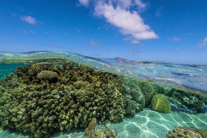 Reef Discovery Half Day Group Signature Tour - What beginners and families should know