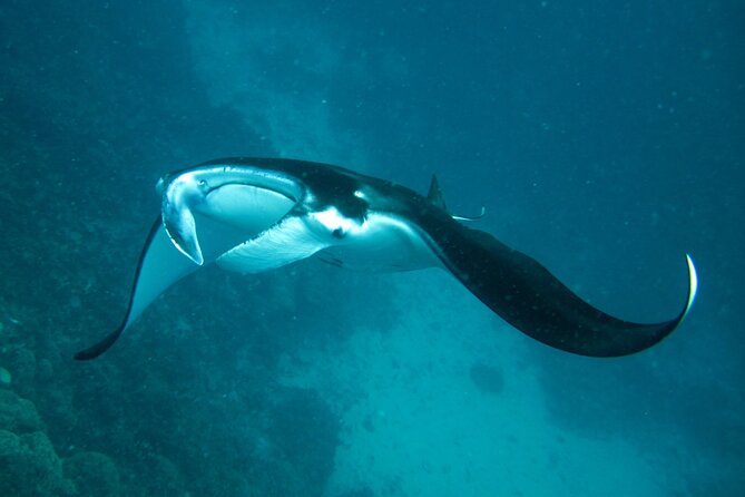Reef Discovery Luxury Private Snorkeling Lagoon Tour - Why a private Bora Bora lagoon tour matters