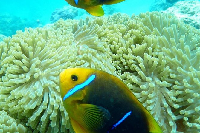 Reef Discovery Luxury Private Snorkeling Lagoon Tour - Getting ready for the water