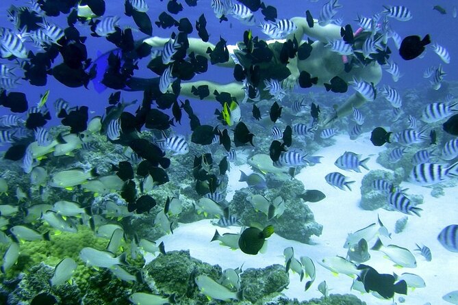 Reef Discovery Private Full Day Lagoon Tour & Water Lunch - The preserved coral garden and its marine life