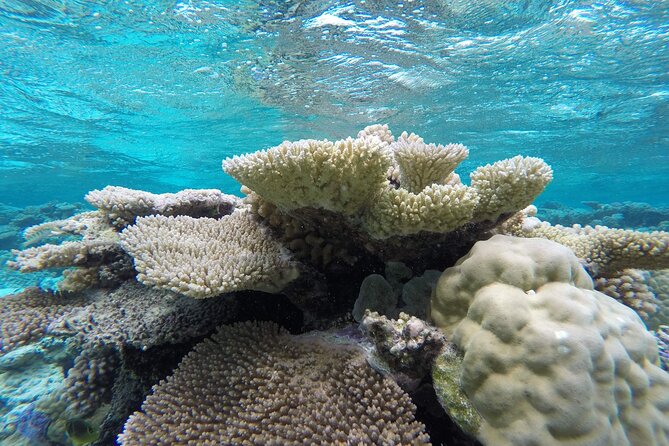 Reef Discovery Private Full Day Lagoon Tour & Water Lunch - Polynesian lunch with Mount Otemanu in view