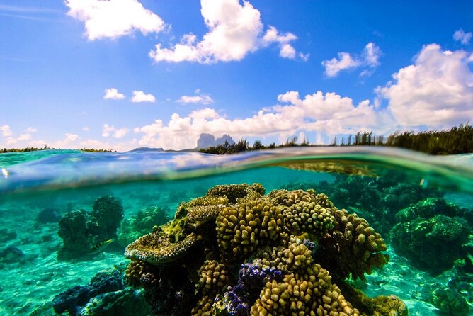 Reef Discovery Private Full Day Lagoon Tour & Water Lunch - The guide can shape the whole experience